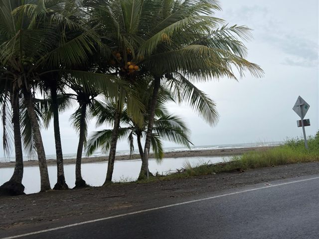 Palms leaning over the road to the beach Palms leaning over the road to the beach